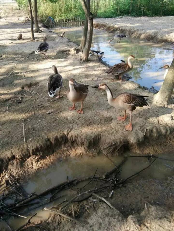 杭州大雁養殖怎么養更合適呢